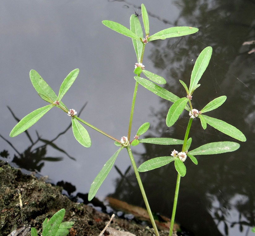 Alternanthera sessilis